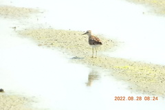 Calidris subminuta