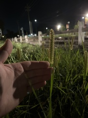 Setaria pumila