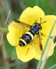 Chrysotoxum bicinctum
