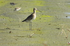 Limosa limosa
