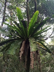 Asplenium australasicum