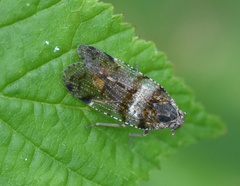 Cixius nervosus