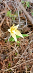 Caladenia flava