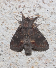 Notodonta dromedarius