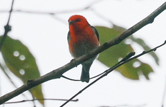 Myzomela sanguinolenta