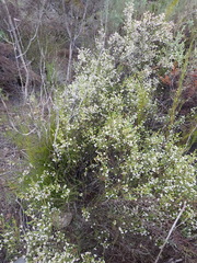 Erica spectabilis