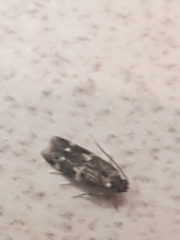 Oegoconia deauratella