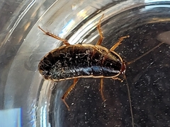 Loboptera