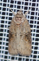 Nycteola asiatica