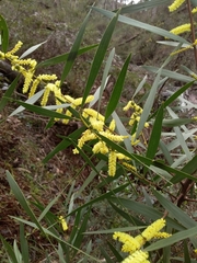 Acacia longifolia longifolia