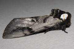 Psalidostetha banksiae