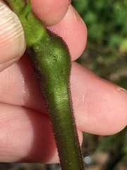 Procecidochares utilis