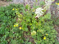 Ranunculus muricatus