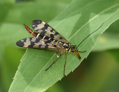 Panorpa vulgaris