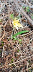 Caladenia flava