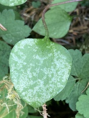 Erysiphaceae