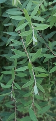 Spiraea