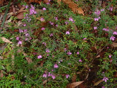 Tetratheca thymifolia