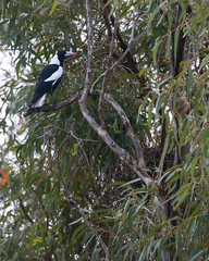 Gymnorhina tibicen