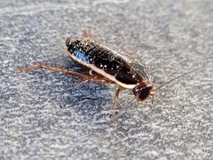 Loboptera