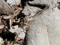 Habronattus