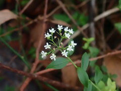 Platysace lanceolata