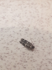 Oegoconia deauratella