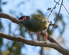 Sphecotheres vieilloti