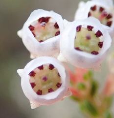 Erica spectabilis