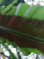 Asplenium australasicum