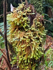 Ptychomnion aciculare