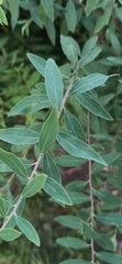 Spiraea