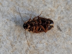 Loboptera