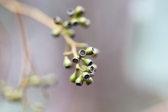 Eucalyptus polyanthemos