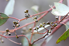 Eucalyptus polyanthemos