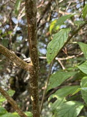 Clerodendrum cyrtophyllum