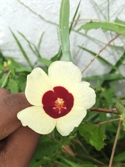 Hibiscus surattensis