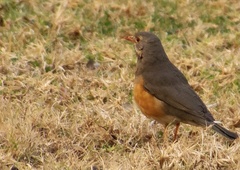 Turdus libonyana