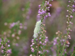 Acronicta leporina
