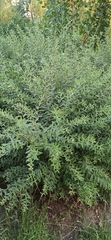 Spiraea