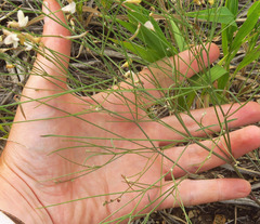 Astragalus convallarius