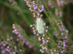 Acronicta leporina