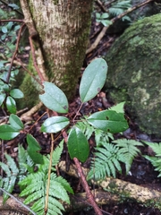 Cissus hypoglauca