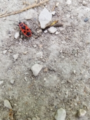 Pyrrhocoris apterus