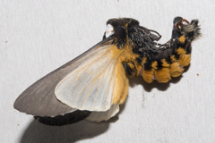 Psalidostetha banksiae