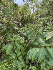 Clerodendrum cyrtophyllum