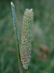 Phleum