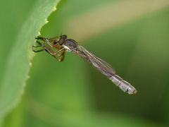 Leptogaster