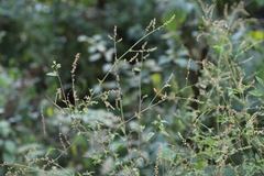 Celosia elegantissima