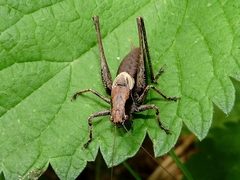 Pholidoptera griseoaptera
